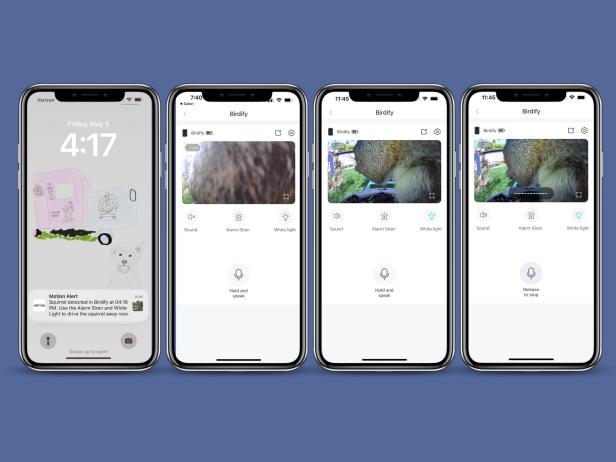 Birdfy Phone Squirrel Notifications Graphic