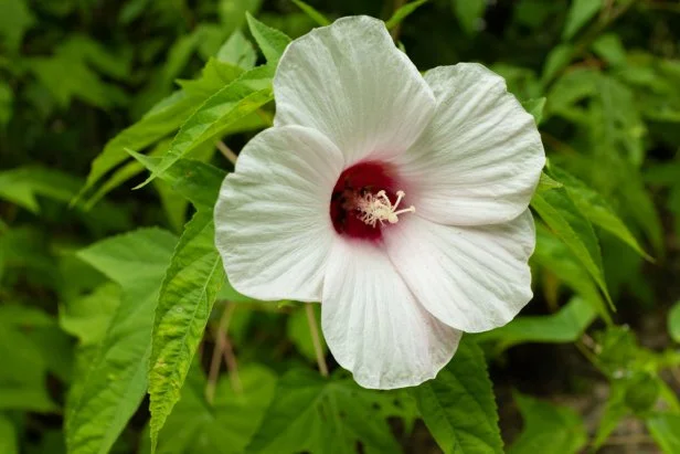 Hibiscus Laevis, Halberd-Leaf Rose Mallow Flower - Five Petal White Flower With Pink Center