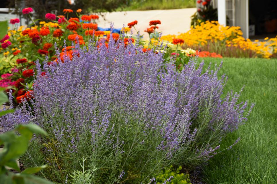Drought-Tolerant Can be Colorful + Beautiful