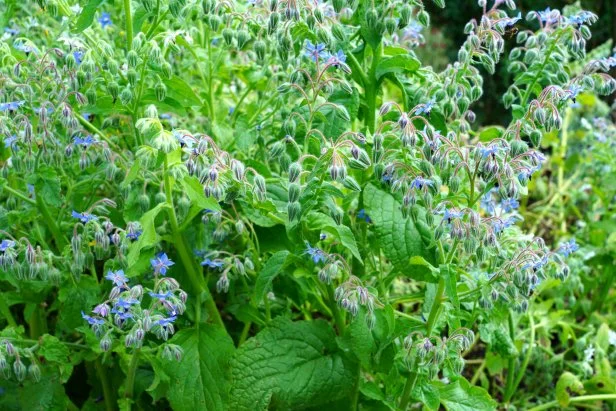 Blue star shaped flowers of the borage plant (borago officinalis) in the herb garden