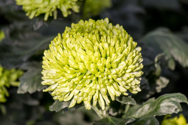 Regular Incurve Chrysanthemum