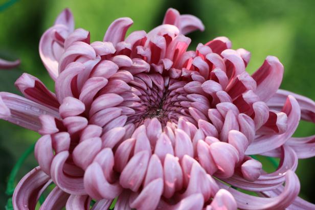 Irregular Incurve chrysanthemum
