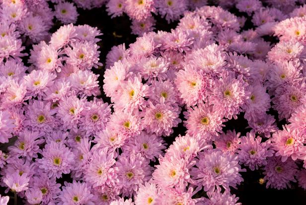 Decorative Chrysanthemums