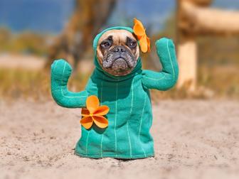 French Bulldog dog dressed up with funny cactus Halloween dog costume with fake arms and orange flowers standing on sandy ground