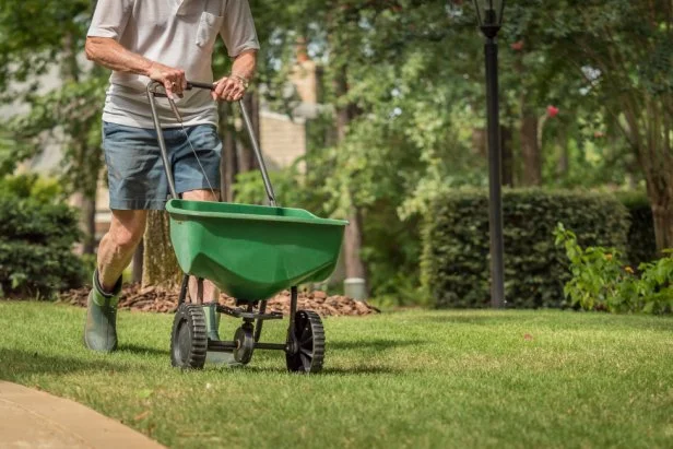 overseeding lawn