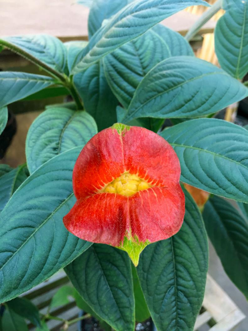 A close-up of a bloom on Psychotria 'Hot Lips' backed by dark green leaves.