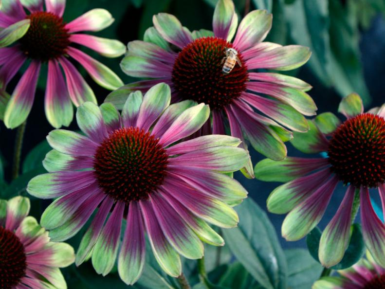 A close-up of Echinacea 'Sweet Sandia' flowers