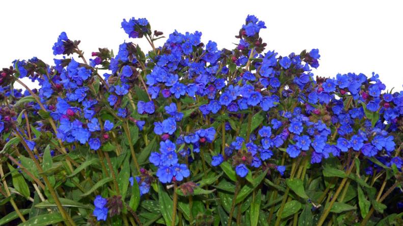 Plumonaria NOVA 'Cobalt' flowers in bloom against a plain background