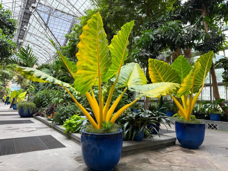 Yellow elephant ear plants (Alocasia macrohizos 'Lutea') growing in a conservatory.