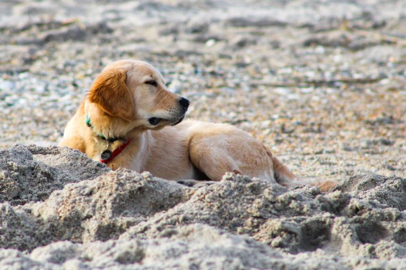 Happy Dog Laying on Wrightsville Beach in Wilmington, NC