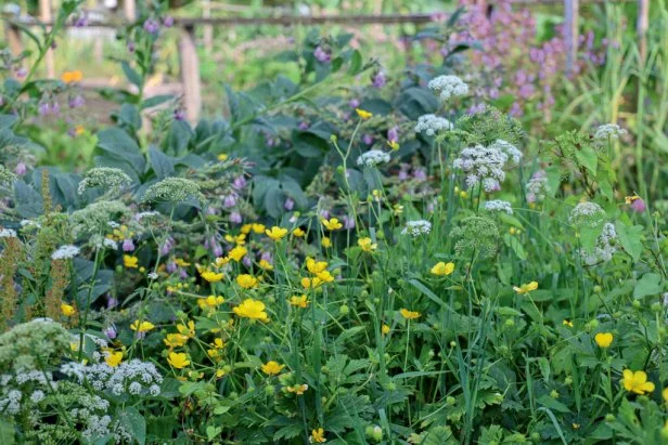 A chaos garden with various plants in bloom