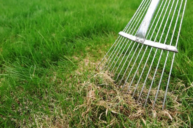 Dethatching lawn with a lawn rake