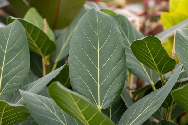 ‘Audrey’ Ficus