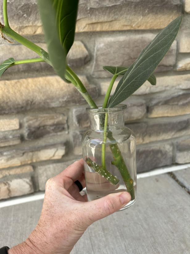 Rooting Ficus Cuttings In Water