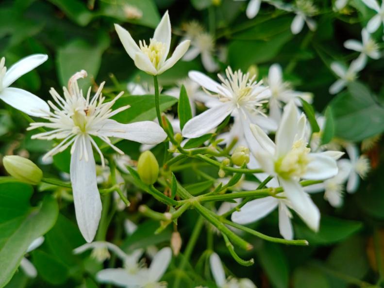 A close up of night blooming jasmine.