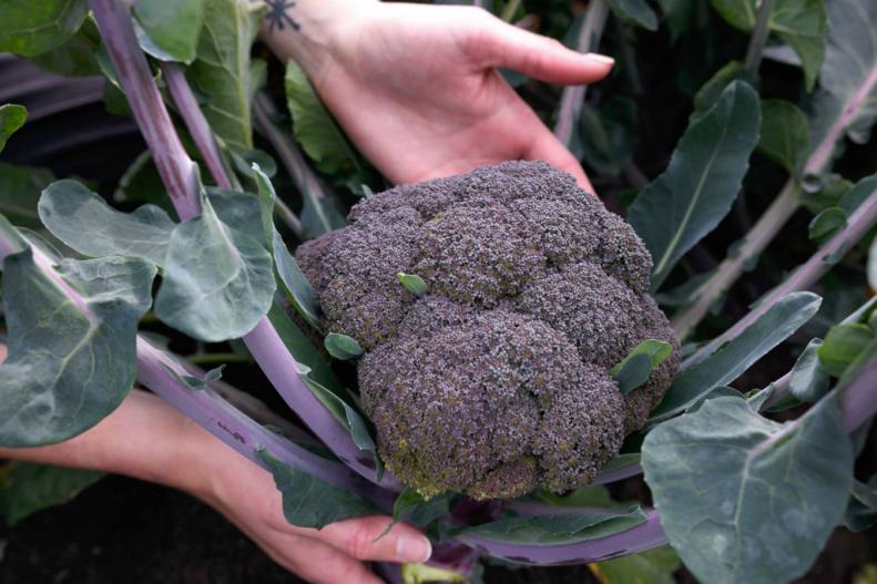 One way to get kids to eat their vegetables might be offering them some purple broccoli. The 2024 vegetable winner from All-American Selections. Heat tolerant and easy to grow, broccoli 'Purple Magic'. An AAS judge called this broccoli, more tender and sweet than the green variety "wicked good."