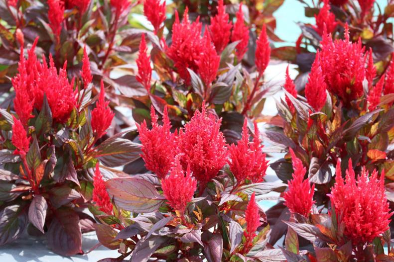 An AAS ornamental winner, celosia 'Burning Embers' has gorgeous bronze foliage and intense pink plumes. Larger and longer-lasting flowers and an ability to withstand heat and humidity made this celosia a judge favorite. Celosia is an annual in the amaranth family, Amaranthaceae.