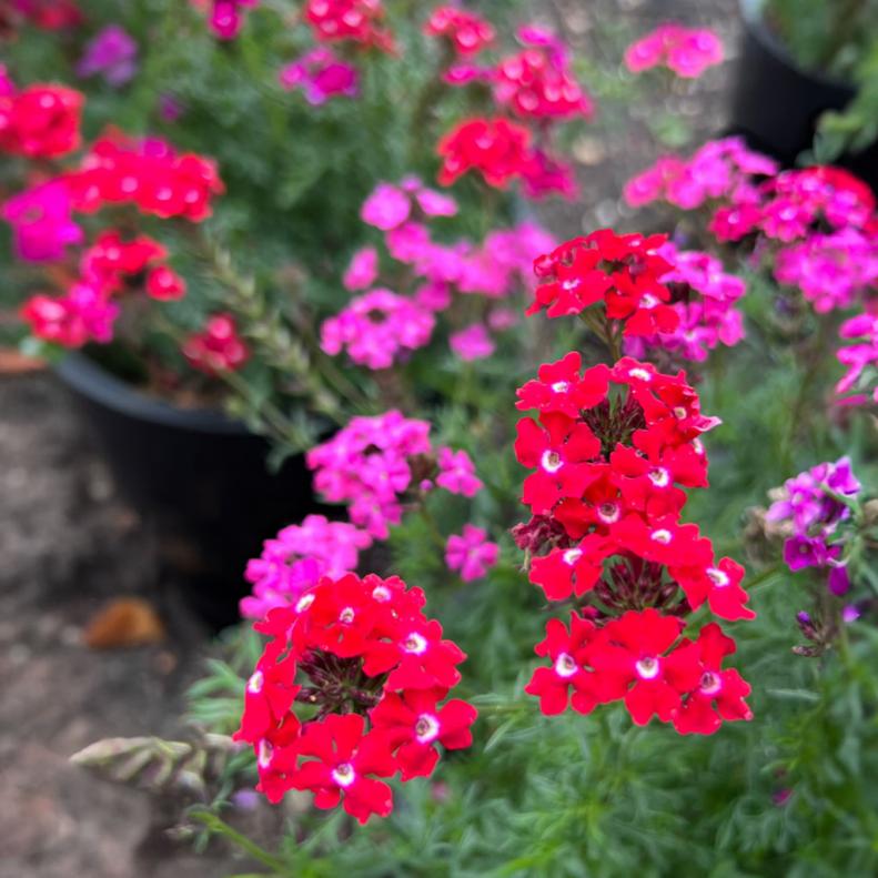 The 2024 AAS Flower Winner, this verbena was deemed exceptional for its rich pink, red and white blooms. 'Sweetheart Kisses' performs well in the sun, is a pollinator favorite and is easy to grow and works beautifully as groundcover or in containers.