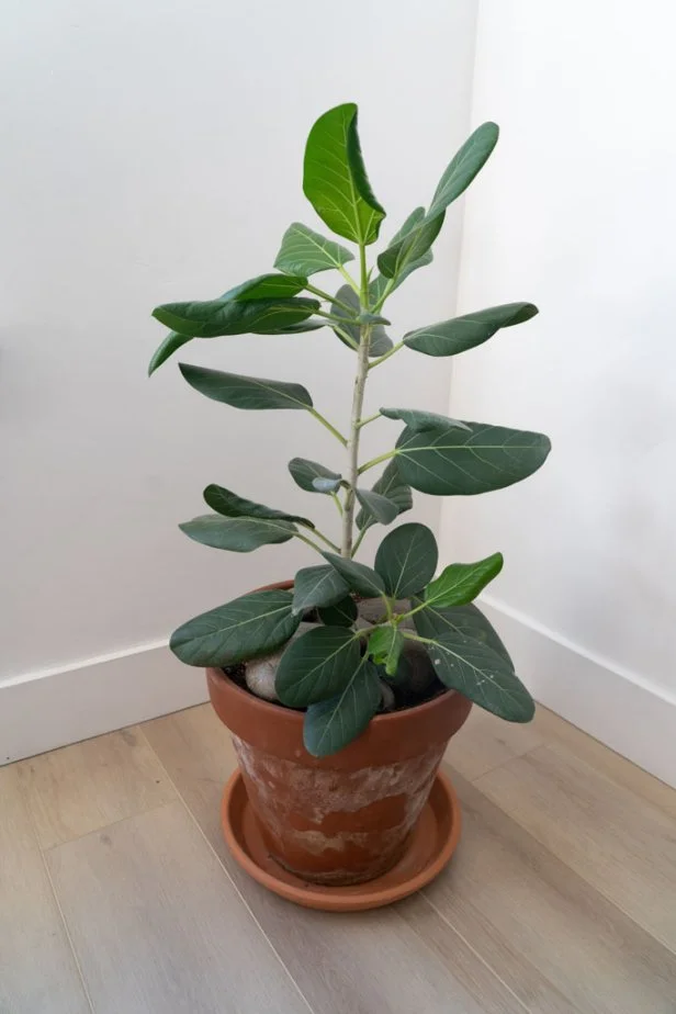 Ficus 'Audrey"