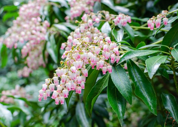 Pieris japonica "Valley rose" blooming in spring in the botany.