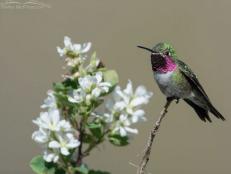 A broad-tailed hummingbird sitting on a flowering branch