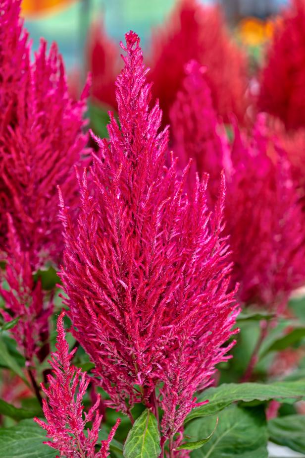 Pink Celosia Flowers