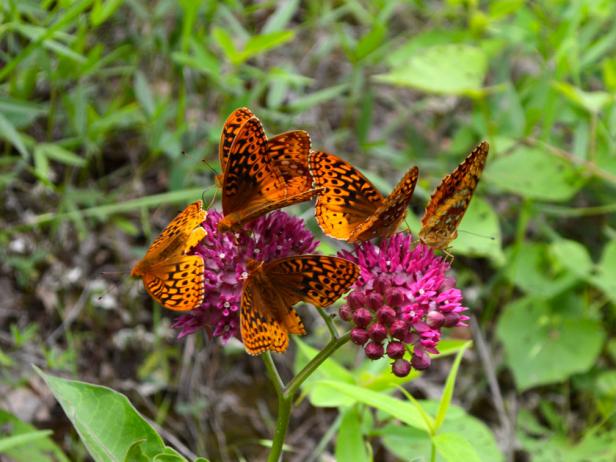 Five monarch butterflies on a milkweed (Asclepias) plant in a garden