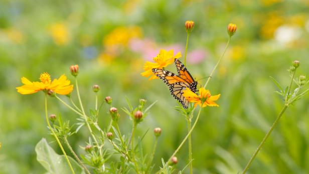 A monarch on a yellow cosmos flower