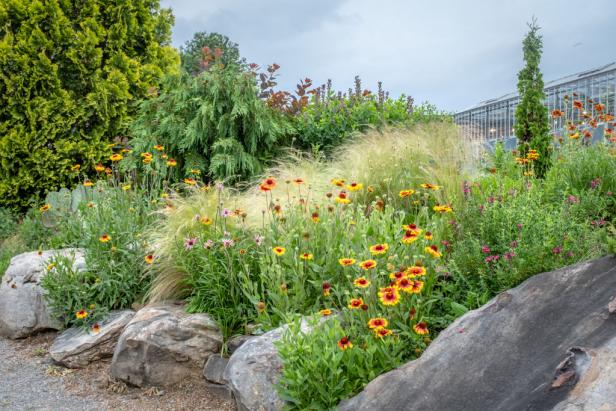 Flowers and grasses that attract monarchs planted among rocks 