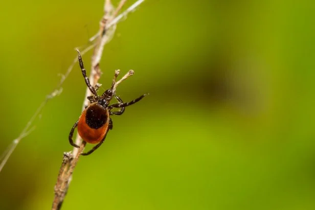 deer tick Ixodes scapularis