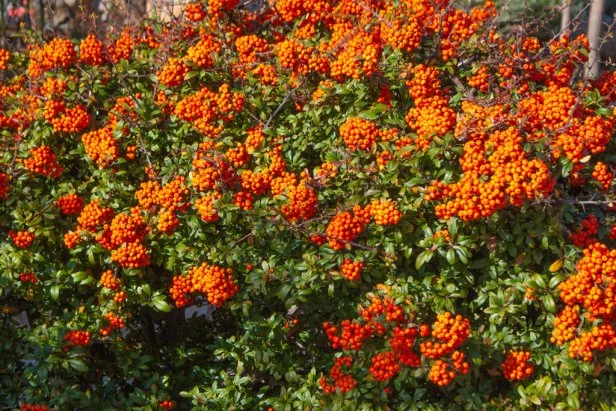 Pyracantha Orange Berries 