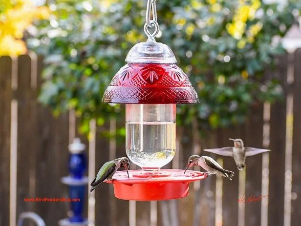 Hummingbirds On Feeder