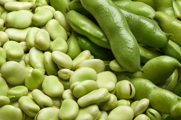 Studio image of both broad bean pods and shelled seeds.