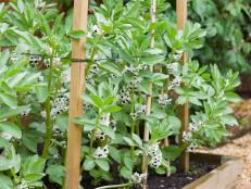 Vegetable garden UK with broad bean plants (fava beans), plants in flower