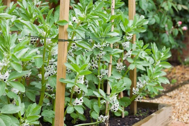 Vegetable garden UK with broad bean plants (fava beans), plants in flower