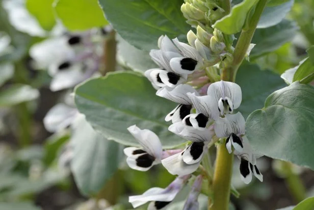 Broad bean plants in flower, variety Witkiem Manita, Vicia Faba also known as field bean, fava, bell, horse, windsor, pigeon and tic bean. 