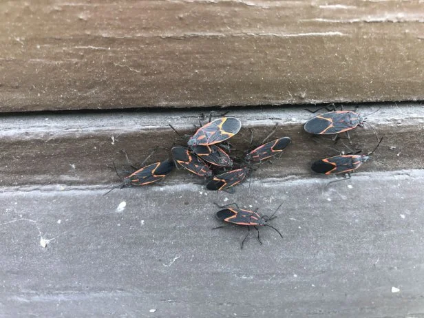 Boxelder bugs on a board