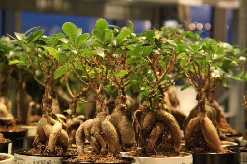 Botanical Mandrake graphic bonsai tree