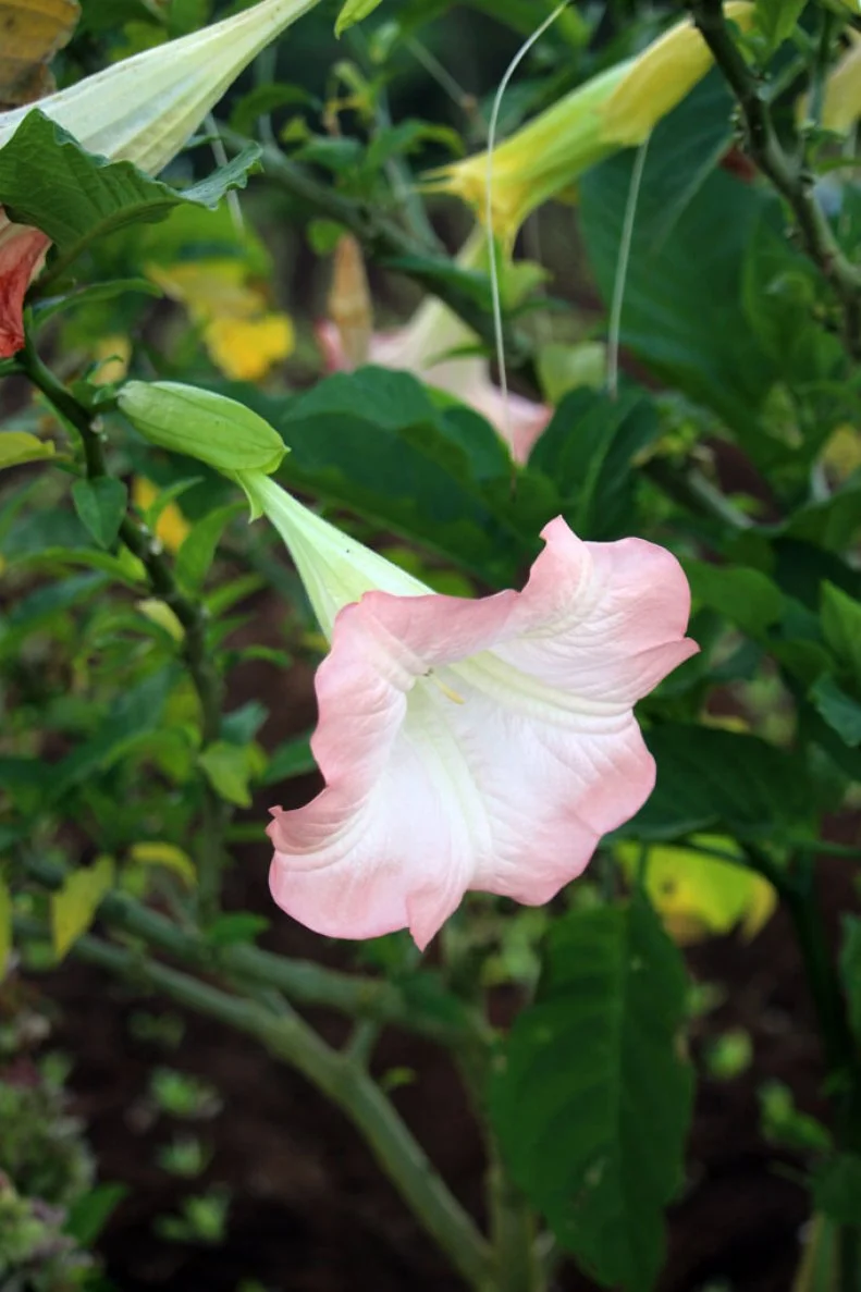 Blooming brugmansia, a genus of seven speciaes of flowering plants in the nightshade family Solanaceae, also known as angel's trumpets.