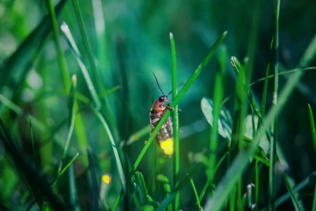 Firefly on grass at dusk