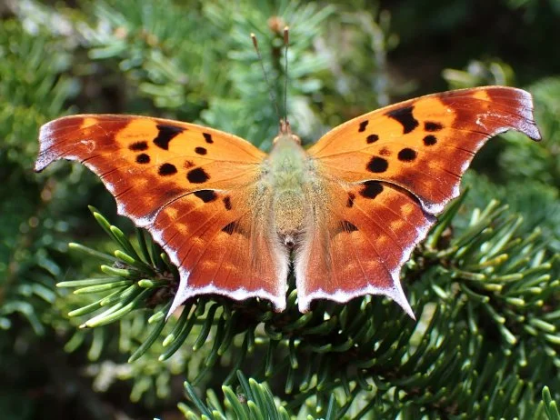 Closeup Question Mark Butterfly sunning itself on a spruce tree branch with open wings on a cool fall day in Ohio with blurred green and brown background