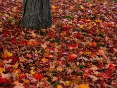 Fall leaves around tree trunk