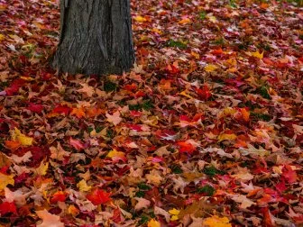 Fall leaves around tree trunk