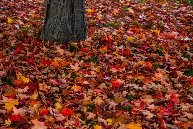 Fall leaves around tree trunk