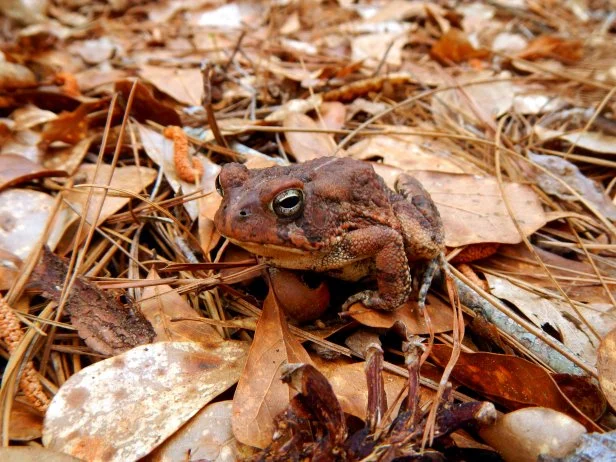 Toads never look like they are happy