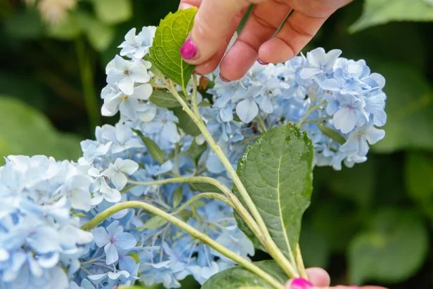 Remove all leaves from a freshly picked hydrangea before drying