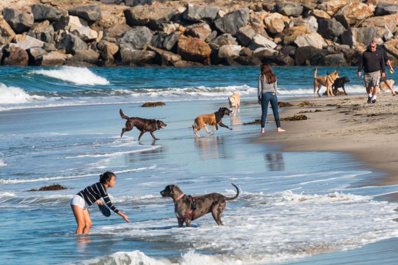 SAN DIEGO, CALIFORNIA/USA - FEBRUARY 03, 2018:  Many people play with their dogs near the rock jetty at the water's edge of Dog Beach, one of the first official leash-free beaches in the U.S.