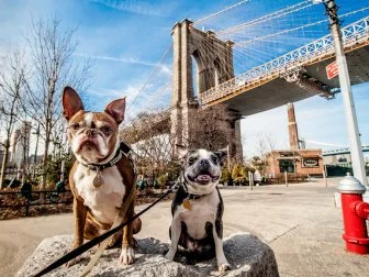 Two dogs sitting on a rock in front of the Brooklyn Bridge, New York City.