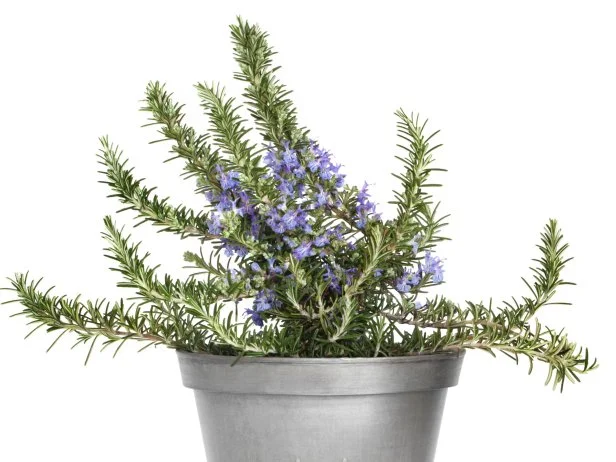 Rosemary herb plant in flower in a distressed style aluminum pot, isolated over white background.