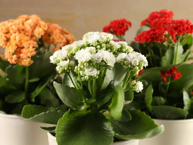 Different beautiful kalanchoe flowers in pots on blurred beige background, closeup